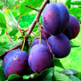 Саджанці сливи "Венгерка італійська" (середньопізній сорт)