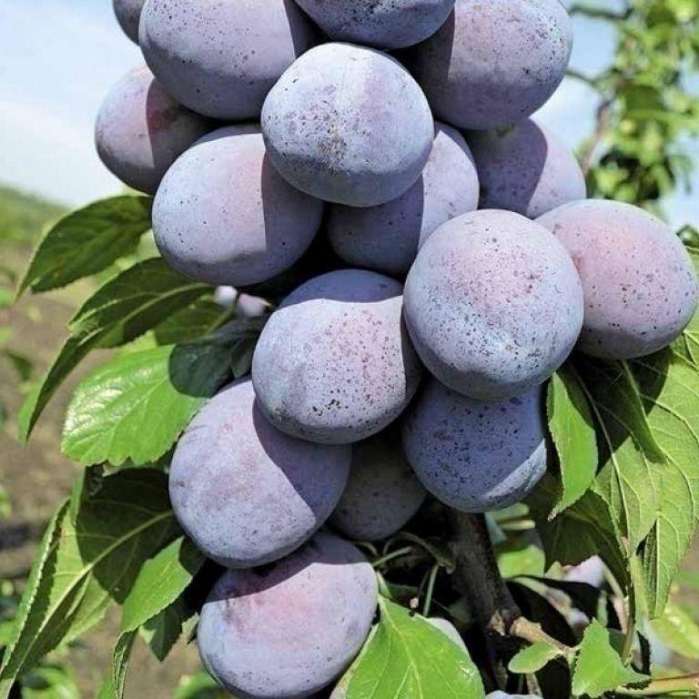 2417444614_sazhentsy-slivy-chachakskaya.jpg Саджанці сливи "Чачакська Лепотика" (пізньоспілий сорт) - Зображення 1