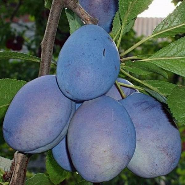 2417454254_sazhentsy-slivy-anna.jpg Саджанці сливи "Анна Шпет" (пізньоспілий сорт) - Зображення 1