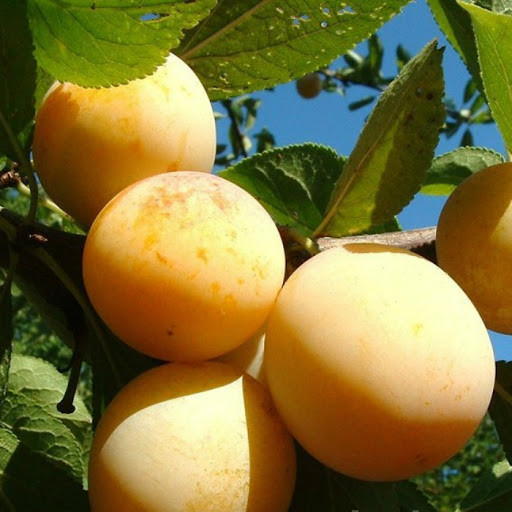 2417457443_sazhentsy-slivy-zheltaya.jpg Саджанці сливи "Жовта Афаска" (пізньоспілий сорт) - Зображення 1