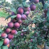 Саджанці сливи "Кабардінка" (раньоспілий сорт) - Зображення 2