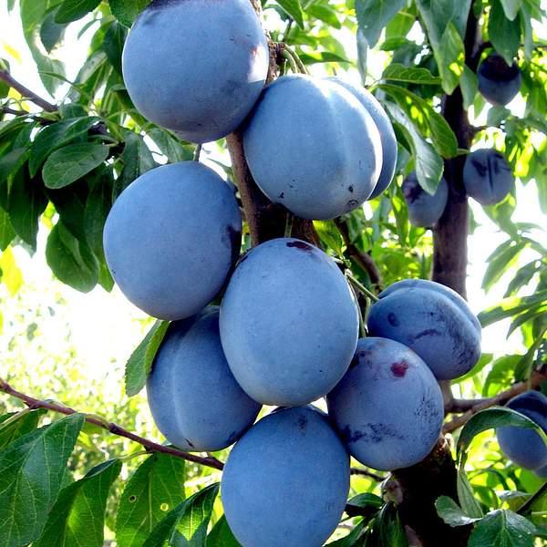 2417466087_sazhentsy-slivy-voloshka.jpg Саджанці сливи "Волошка" (середньопізній сорт) - Зображення 1