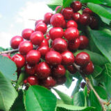 Саджанці черешні "Валерій Чкалов" (раньоспілий сорт)