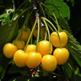 Саджанці черешні "Драгана Жовта" (пізньоспілий сорт) - Зображення 3