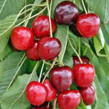 Саджанці черешні "Фольфер" (пізньостиглий сорт) - Зображення 2