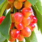 Саджанці черешні "Раінер" (пізньоспілий сорт)