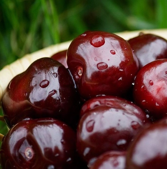 2417582065_sadzhantsi-chereshni-tamara.jpg Саджанці черешні "Тамара" (середньоспілий сорт) - Зображення 1