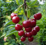 Саджанці вишні "Любська" (пізньоспілий сорт)