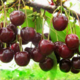 Саджанці вишні "Шоколадниця" (середньоспілий сорт)