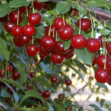 Саджанці вишні "Володимирська" (середньоспілий сорт)