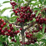 Саджанці колоновидної вишні "Ашанський гібрид" (раньоспілий сорт) - Зображення 2