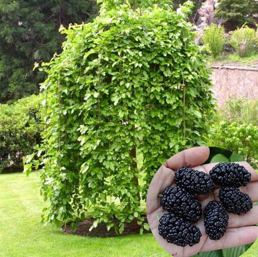 2421242424_sadzhantsi-plakuchoyi-shovkovitsi.jpg Саджанці плакучої шовковиці на штамбі "Pendyla" (штамб Н 1,2 - 1,5 м) - Зображення 1