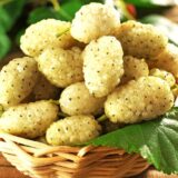 Саджанці шовковиці білої "Вікторія" (щеплена)