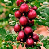 Саджанці агрусу "Кооператор"