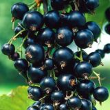 Саджанці смородини "Дачниця"