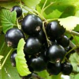 Саджанці смородини "Золотиста"