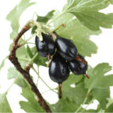 Саджанці йошти Йохини