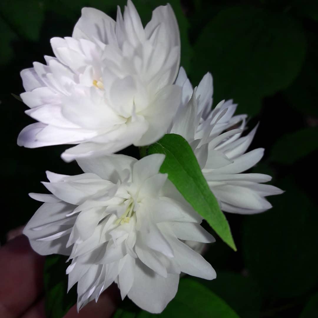 2434524337_sazhentsy-zhasmina-frosty.jpg Саджанці жасмину "Frosty Morn" - Зображення 1