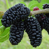 Саджанці чорної шовковиці "Шеллі" (щеплена)