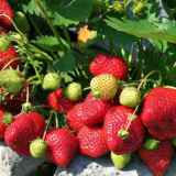 Саджанці полуниці "Альбіон", ремонтантний сорт (10 шт.)