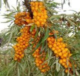 Саджанці обліпихи "Августина" (жіноча)