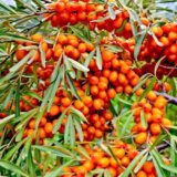 Саджанці обліпихи "Августина" (пара)