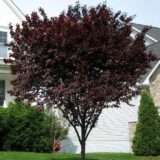 Саджанці декоративної сливи "PISSARDII"