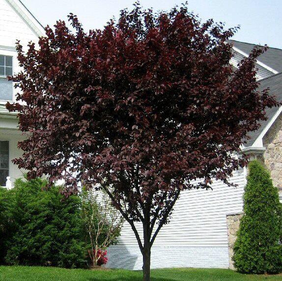 2442467328_sazhentsy-dekorativnoj-slivy.jpg Саджанці декоративної сливи "PISSARDII" - Зображення 1