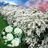 Саджанці спіреї білої Аrguta (Аргута)