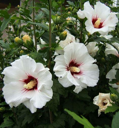 2442500867_sazhentsy-gibiskusa-sirijskogo.jpg Саджанці гібіскусу сирійскького садового Melrose - Зображення 1