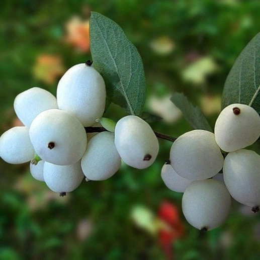 2442523841_sazhentsy-snezhnoyagodnika-belogo.jpg Саджанці сніжноягідника білого - Зображення 1