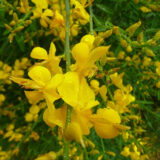 Саджанці метельника Іспанського - Зображення 2