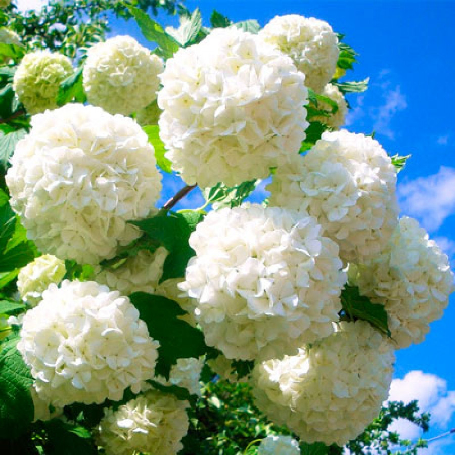 2442561426_sazhentsy-kaliny-buldenezh.jpg Саджанці калини Бульдонеж - Зображення 1