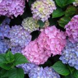 Саджанці гортензії Хамалеон - Зображення 2