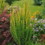 Барбарис Тунберга Еректа