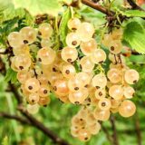 Саджанці смородини "Смолянівська"