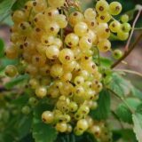 Саджанці смородини "Смолянівська" - Зображення 3