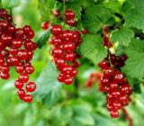 Саджанці смородини "Улюблена" - Зображення 2