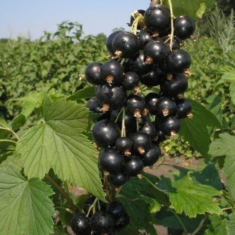 2443964498_sazhentsy-smorodiny-blek.jpg Саджанці смородини "Блек Меджик" - Зображення 1