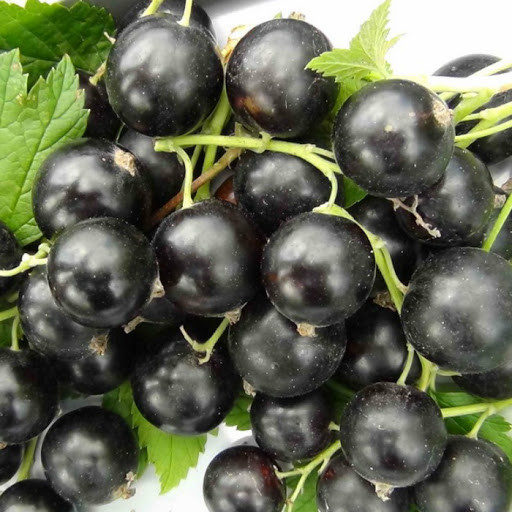 2444340284_sazhentsy-smorodiny-bagira.jpg Саджанці смородини "Багіра" - Зображення 1