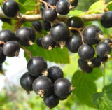 Саджанці смородини "Чорний Бумер" - Зображення 2