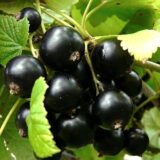 Саджанці смородини "Чорний Бумер"