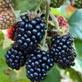 Саджанці ожини "Фрідом" - Зображення 2