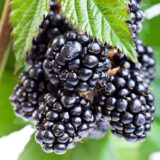 Саджанці ожини "Гай"