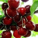 Саджанці вишні "Норд Стар" (середньопізній сорт)