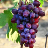 Саджанці винограду "Нізіна"