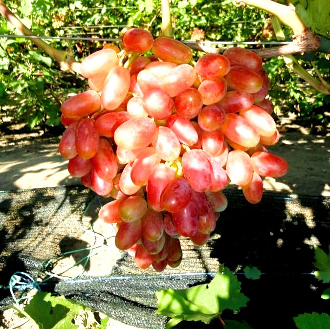 2451261593_sadzhantsi-vinogradu-yulian.jpg Саджанці винограду "Юліан" - Зображення 1