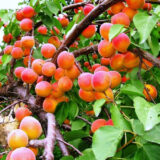 Саджанці абрикосу "Tom Cot" (раньоспілий сорт)