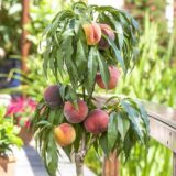 Саджанці колоновидного персика "Медовий" (середньоспілий сорт)