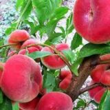 Саджанці інжирного персика "Бельмондо"(середньспілий сорт, селекція США) - Зображення 2